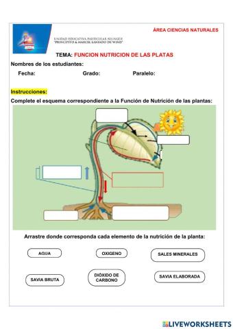 Función Nutrición de las Platas