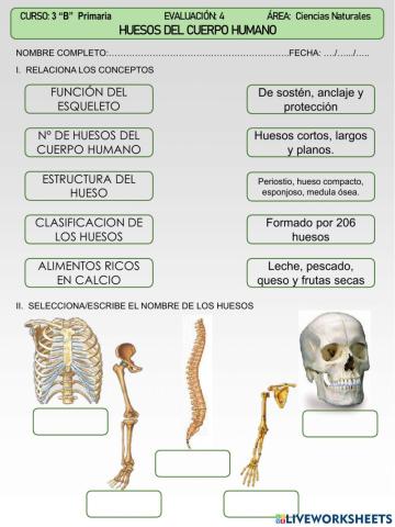 Los huesos del cuerpo humano