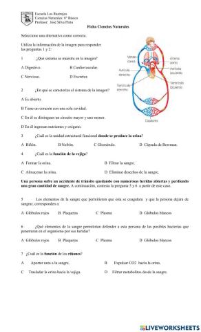 Sistema Circulatorio y Renal