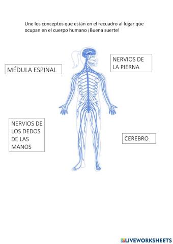 Sistema nervioso, estructura y funciones
