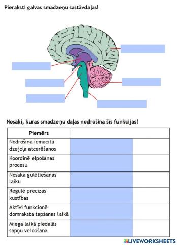 Galvas smadzenes