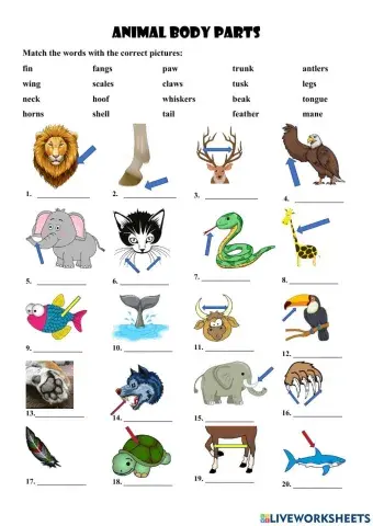 Animal body parts