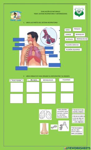 Sistema respiratorio