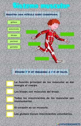 Sistema muscular 