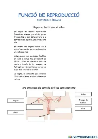 L'aparell reproductor femení