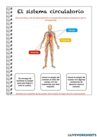 Sistema circulatorio