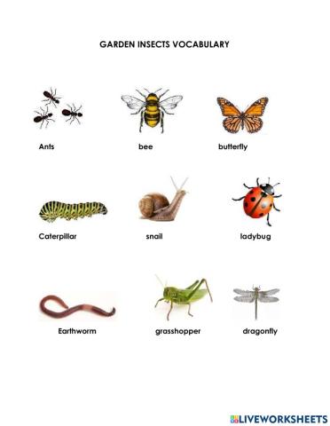 Garden Insects Vocabulary