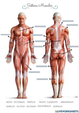 Sistema muscular i