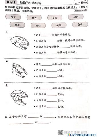 动物牙齿的结构