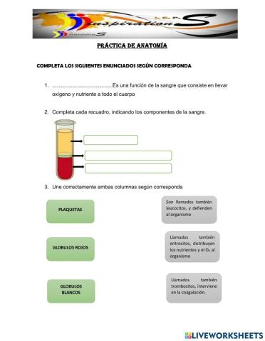 El tejido sanguíneo