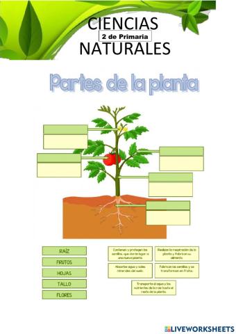 Partes de la planta