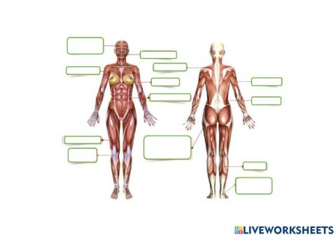 Hezurrak eta muskuluak