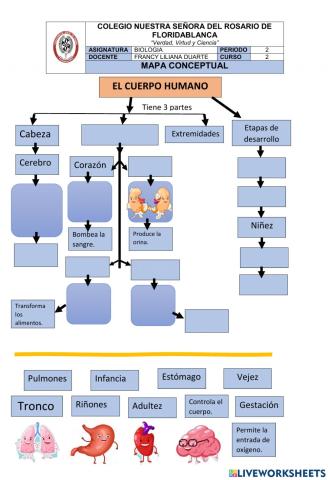 El cuerpo humano
