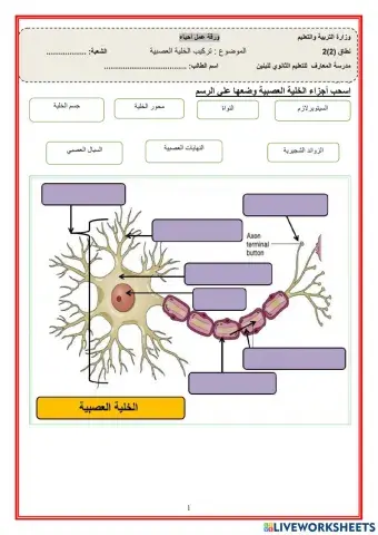 تركيب الخلية العصبية