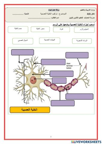 تركيب الخلية العصبية
