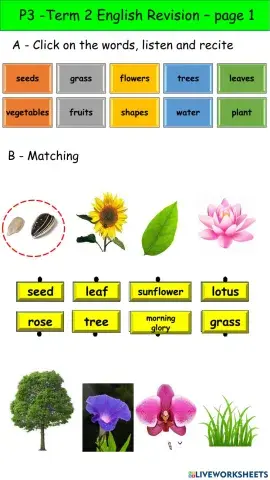 P3 - Term 2 - English Revision