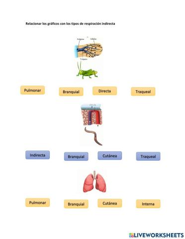 Sistema respiratorio en animales
