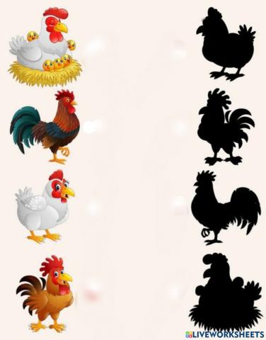 Familia de pasari - Cocos, gaina, pui (umbre)