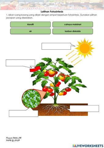Tahun 4 Fotosintesis