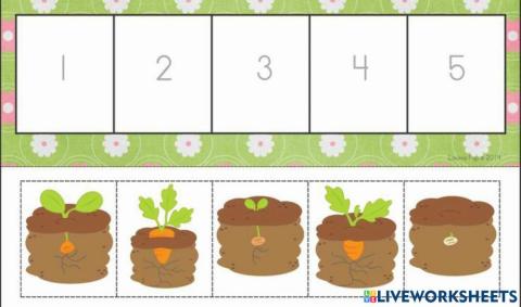 Morcov - etape (ordoneaza)