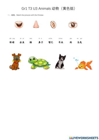 G1 T3 U3 Animals动物-Yellow黄色组