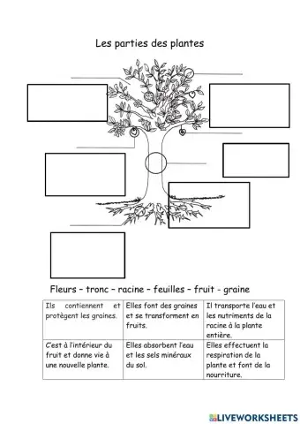 Les parties des plantes