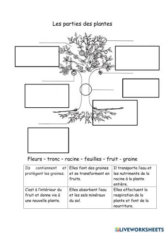 Les parties des plantes
