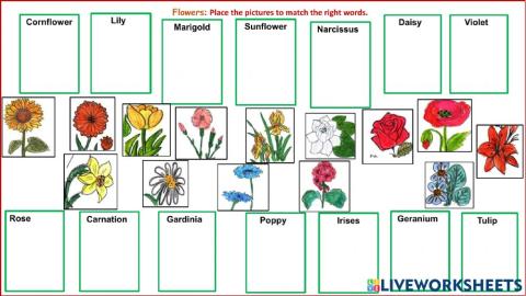 Drag and drops - Flowers