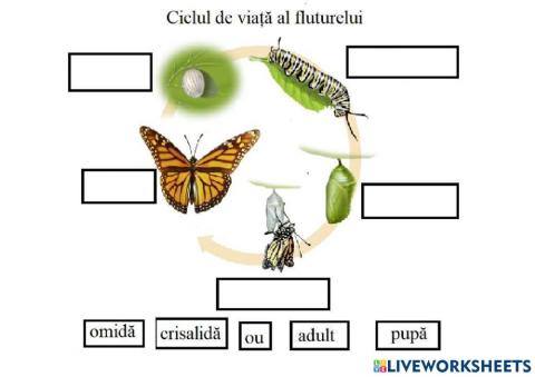 Ciclul de viață al fluturelui