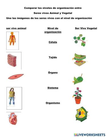 Comparar niveles de organización de los seres vivos