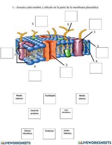 Membrana plasmática