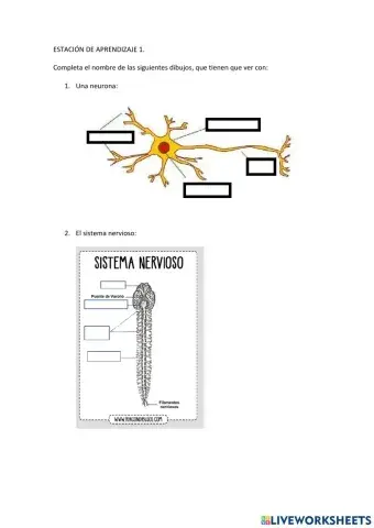 Estación de aprendizaje 1 sistema nervioso
