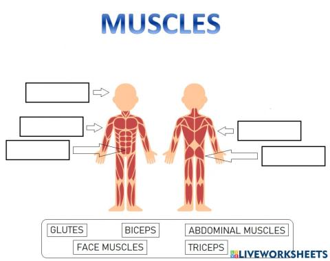 Muscles 3º