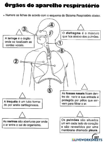 Sistema respirátorio