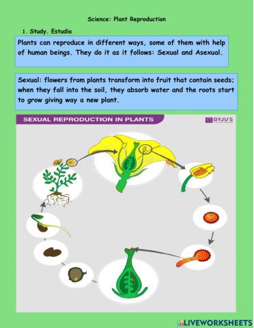 Plant reproduction
