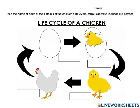 Chicken Life Cycle
