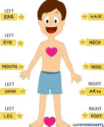 Identify and match the body parts.