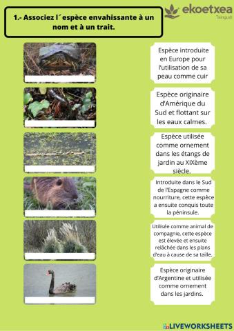 Associez l'espèce envahissante à un nom et à un trait