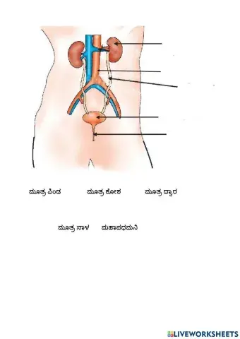 Excretory system in man -ಮನುಷ್ಯನ ವಿಸರ್ಜನಾಂಗವ್ಯೂಹ