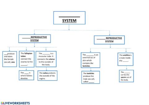Reproductive System scheme