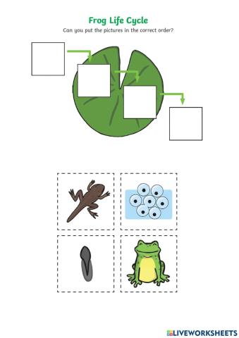 Frog worksheet -1