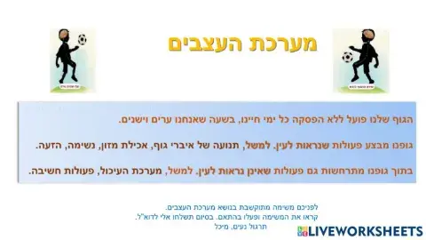 מערכת העצבים - כיתה ו