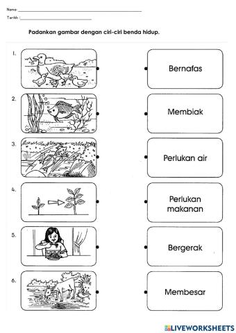 Benda Hidup atau Benda Bukan Hidup