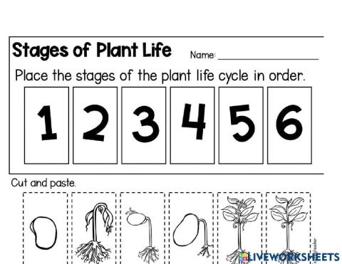 Plant Life Cycle