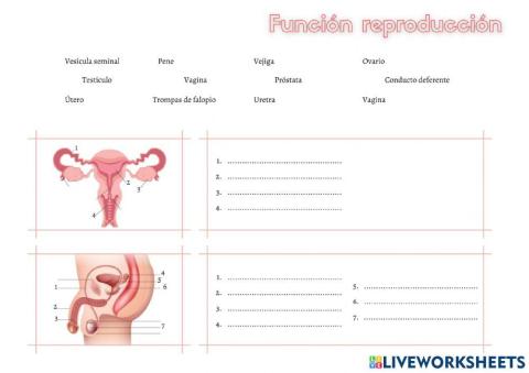 Función de reproducción