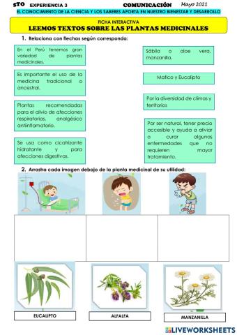 Plantas ancestrales medicinales
