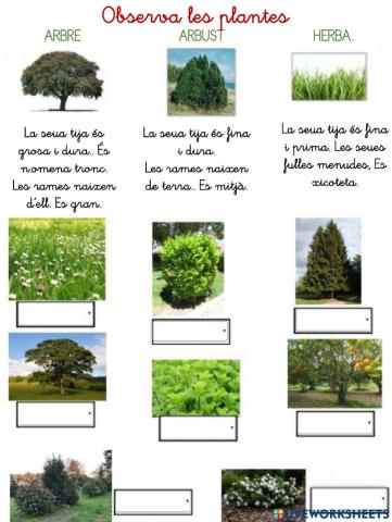 Arbre, arbust o herba