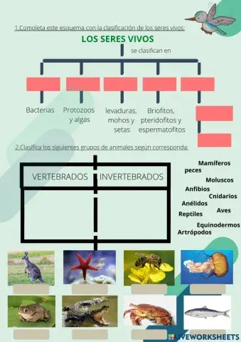 Clasificación de los seres vivos
