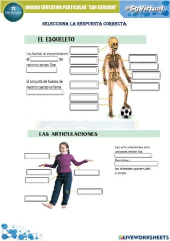 Esqueleto y articulaciones