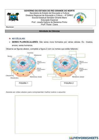 Organização do Corpo Humano